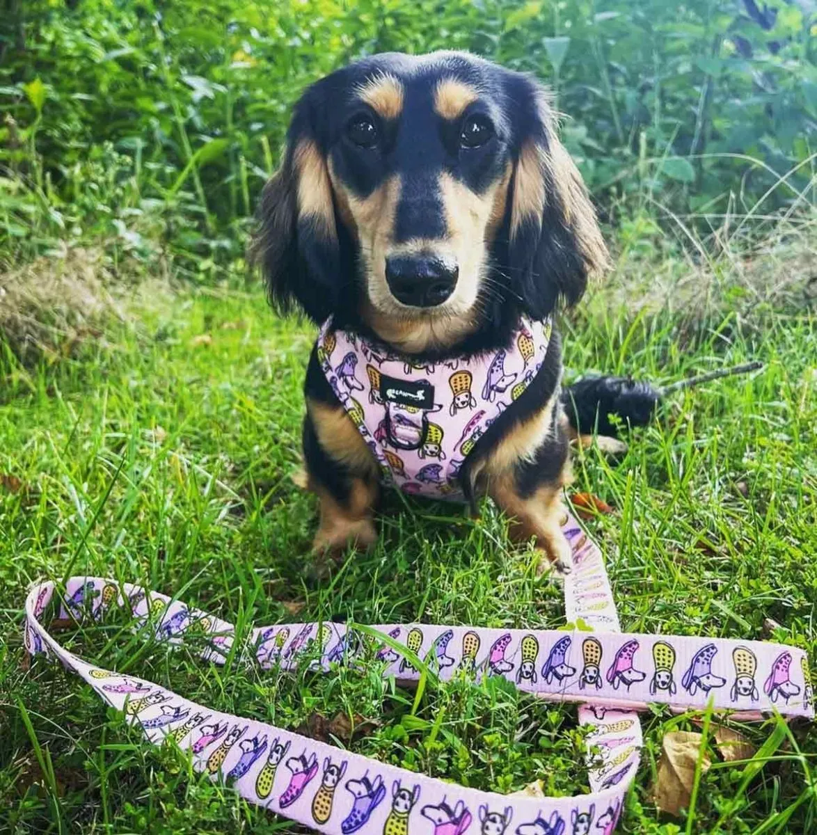 adjustable harness - crocs to my dox