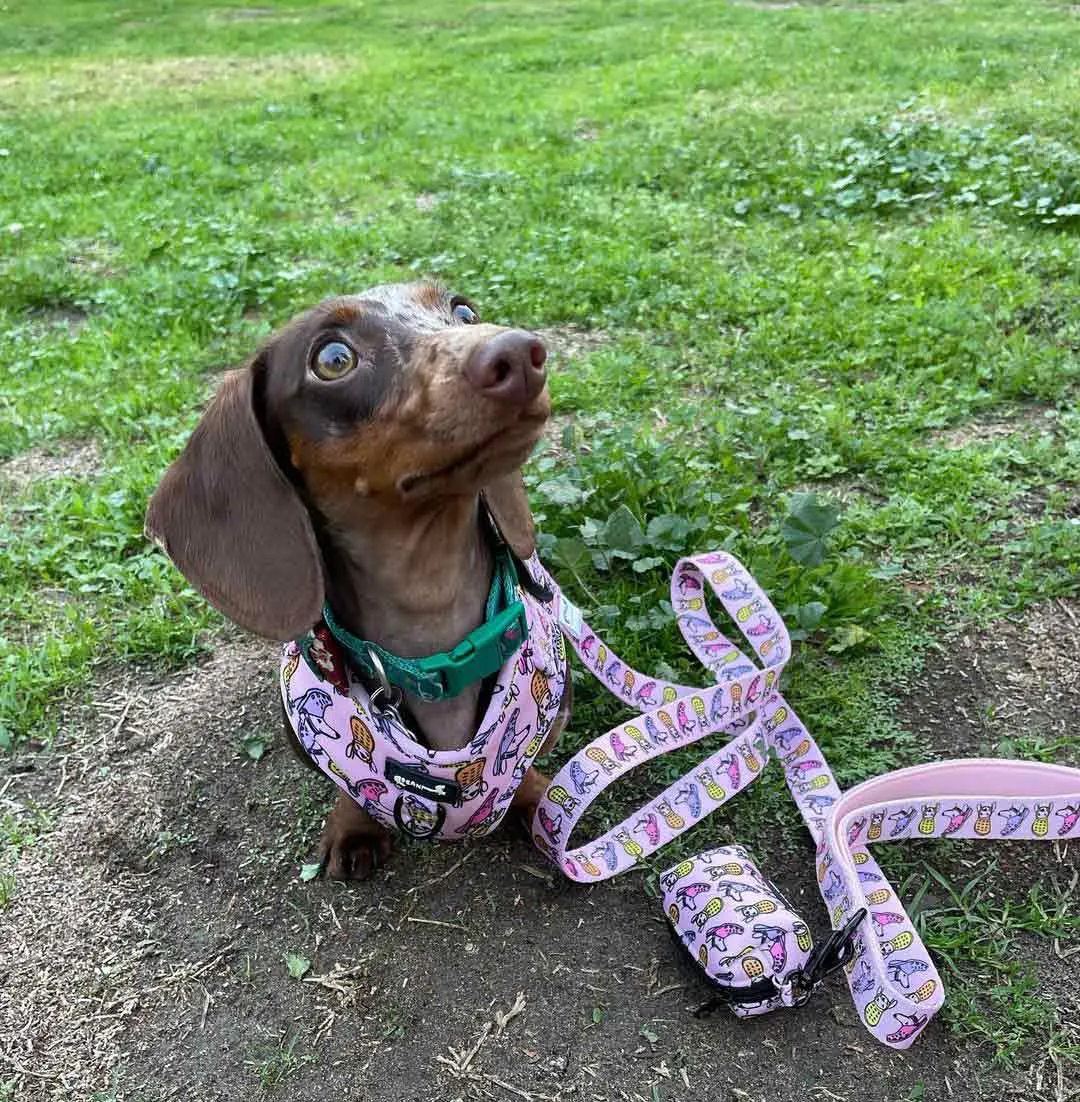 adjustable harness - crocs to my dox