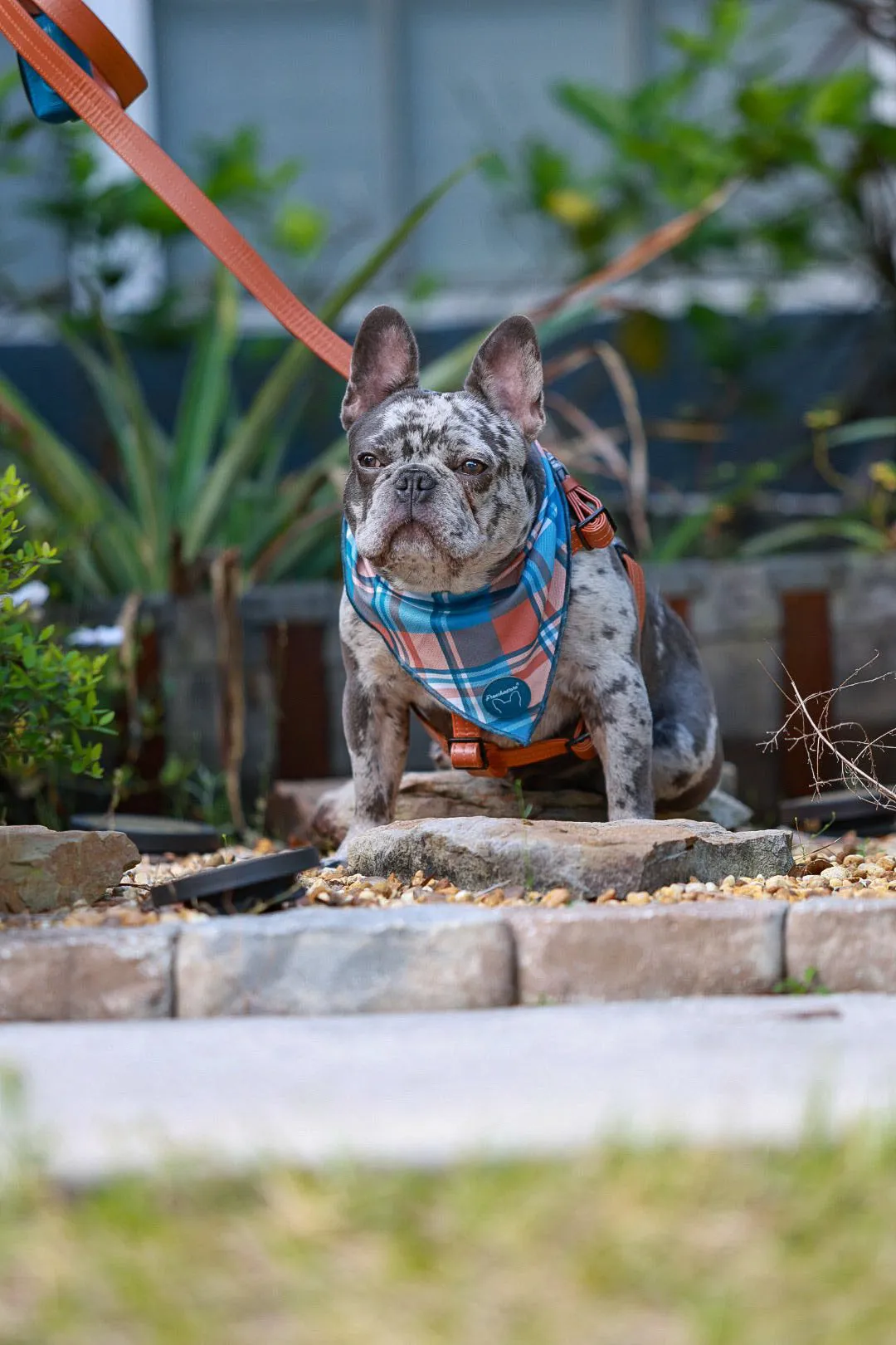 Adjustable Pet Health Strap Harness | Sprung