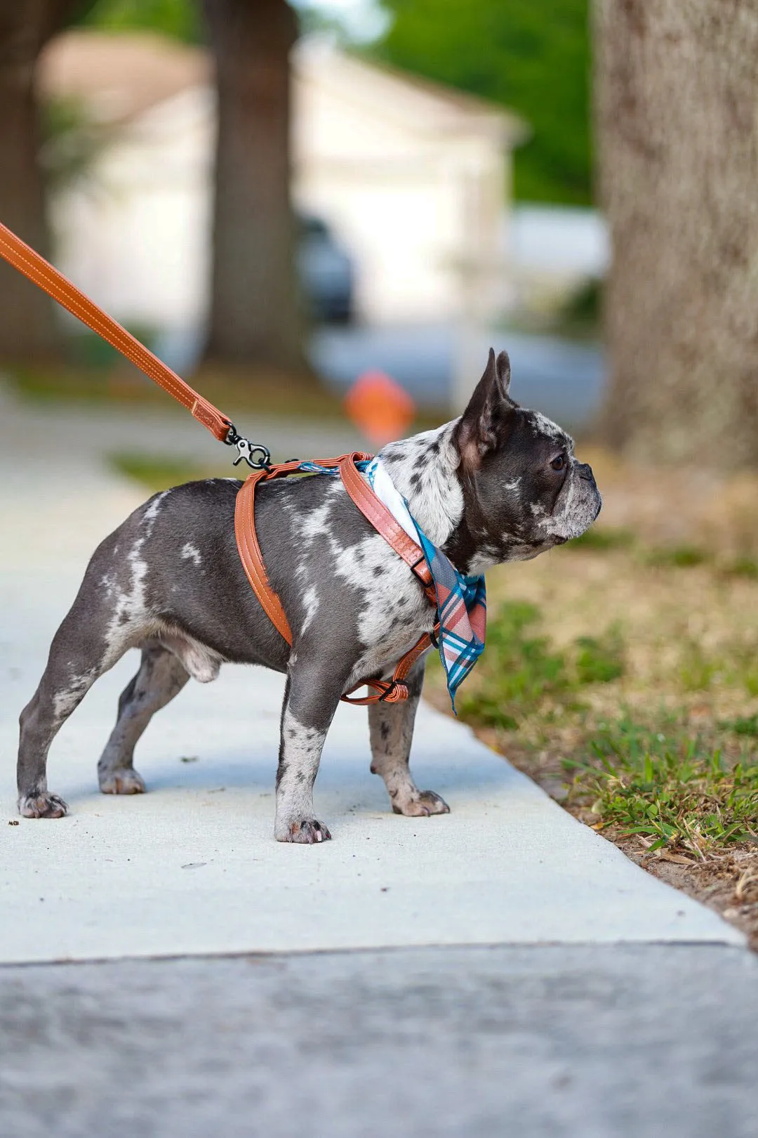 Adjustable Pet Health Strap Harness | Sprung