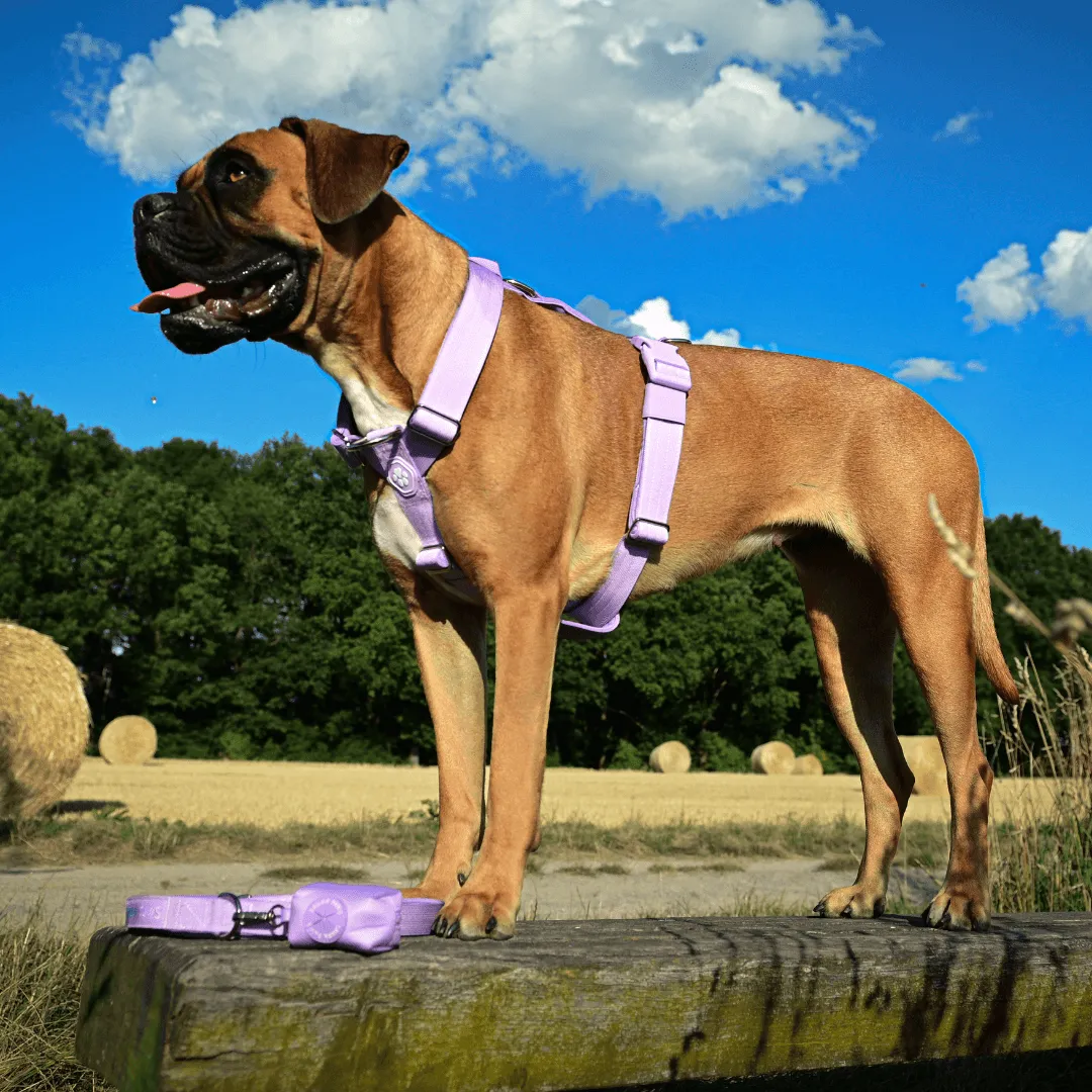 Comfort Control No-Pull Dog Harness Set - Lilac