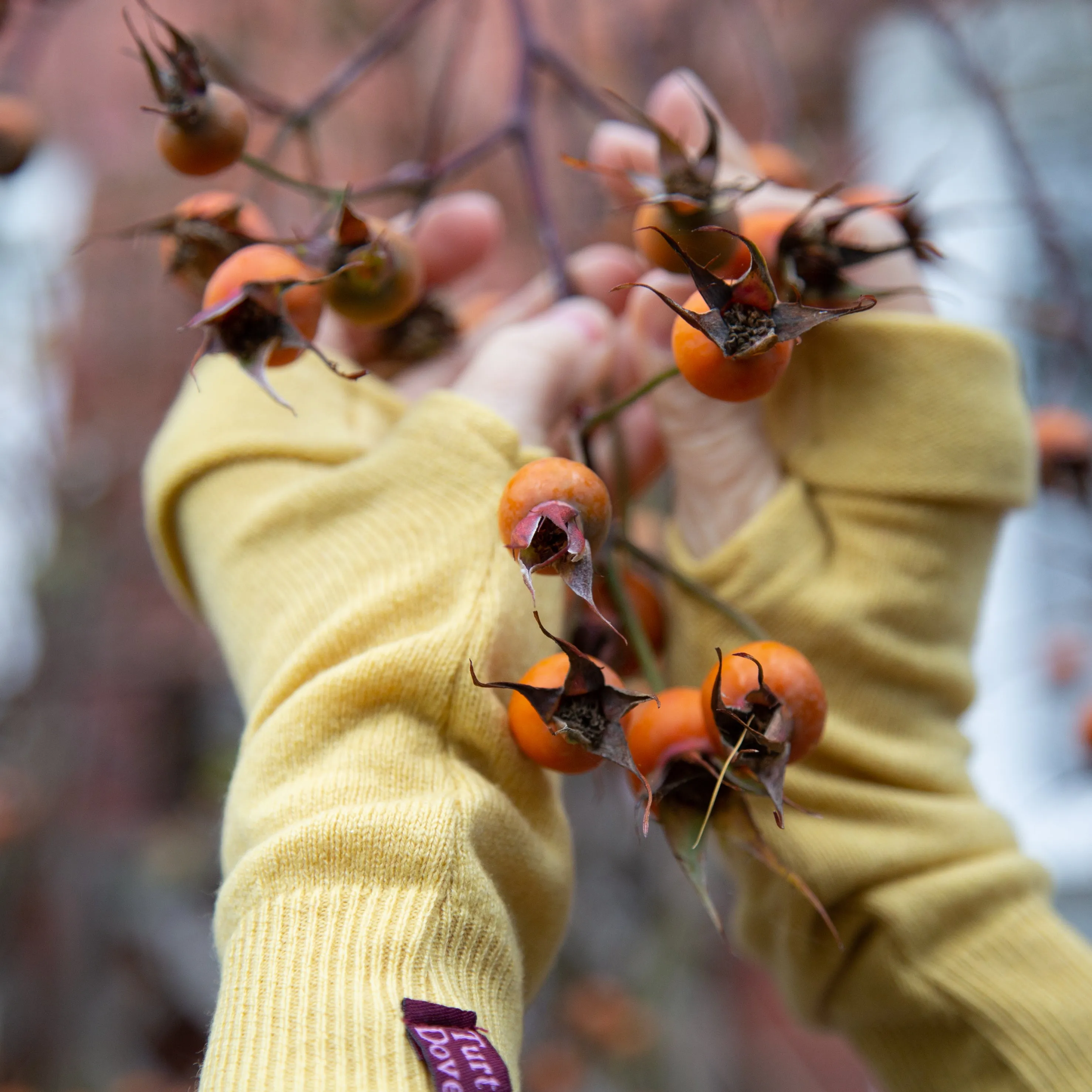 Daffodil Cashmere Fingerless Gloves