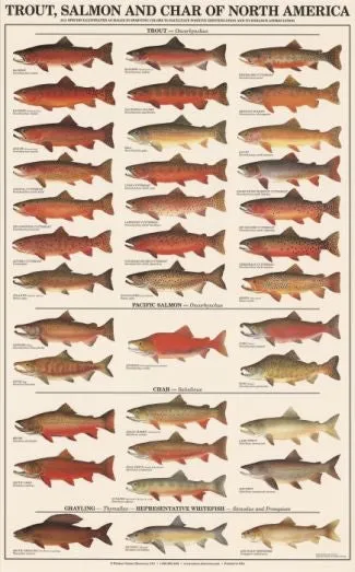 Freshhwater Fish Posters (Charts), Laminated