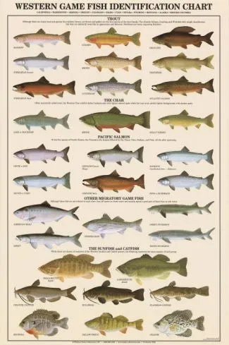 Freshhwater Fish Posters (Charts), Laminated