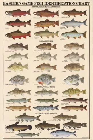 Freshhwater Fish Posters (Charts), Laminated